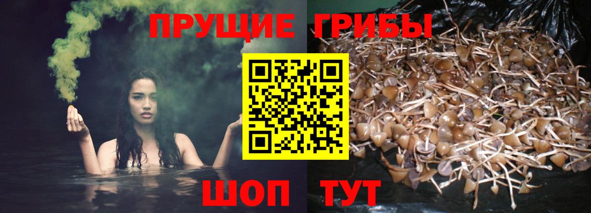 Псилоцибиновые грибы Psilocybe  Галлюциногенные грибы GOLDEN TEACHER  Вход с VPN  Выкса 